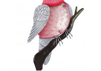 Ružový papagáj